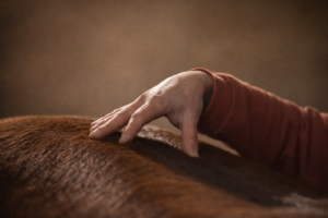 Shiatsu et massage équin dans la Marne, travail corporel manuel sur un cheval pour favoriser détente et équilibre