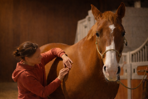 Shiatsu et massage équin dans la Marne, travail corporel manuel sur un cheval pour favoriser détente et équilibre